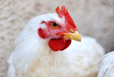 Portrait,White,Chicken,In,Farm