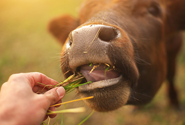 Bull,Eating,The,Grass.,Conceptual,Love,And,Care,Scene.